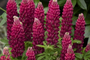 Lupin 'Gallery Red' 